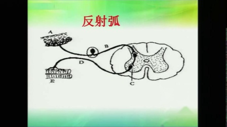 《第三节　神经调节的基本方式》课堂教学视频实录-济南版初中生物七年级下册