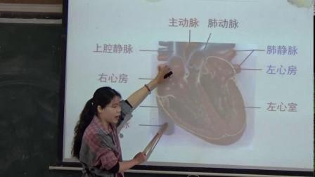 《第三节 物质运输的路线》优质课视频-冀少儿版初中生物七年级下册