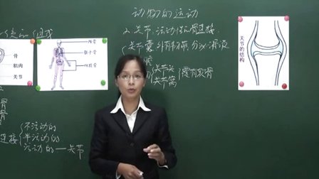 人教版初中生物八年级上册王小敏第一节《动物的运动》生物八上