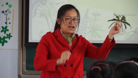 华师大版科学八上4.1《绿色植物的营养器官》课堂实录教学视频-袁琰贤